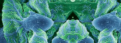 Transcriptional programs governed by YAP and TAZ and their nuclear control mechanisms in FSGS